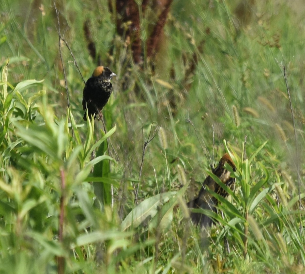 bobolink americký - ML618218790