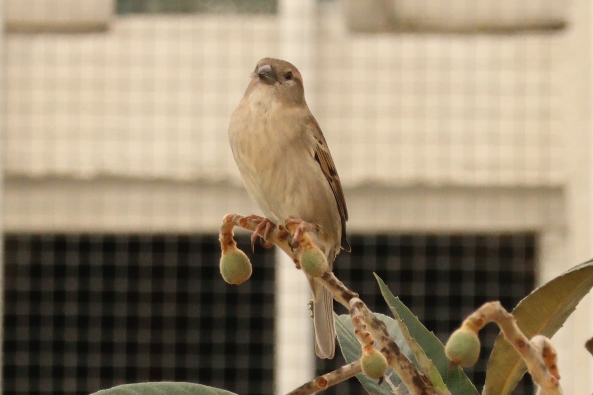 House Sparrow - Alexandre Hespanhol Leitão