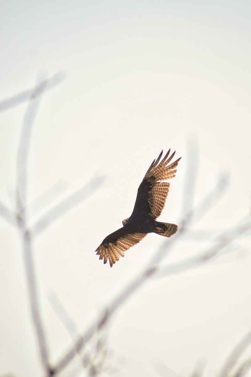 Zone-tailed Hawk - Ángel Mata