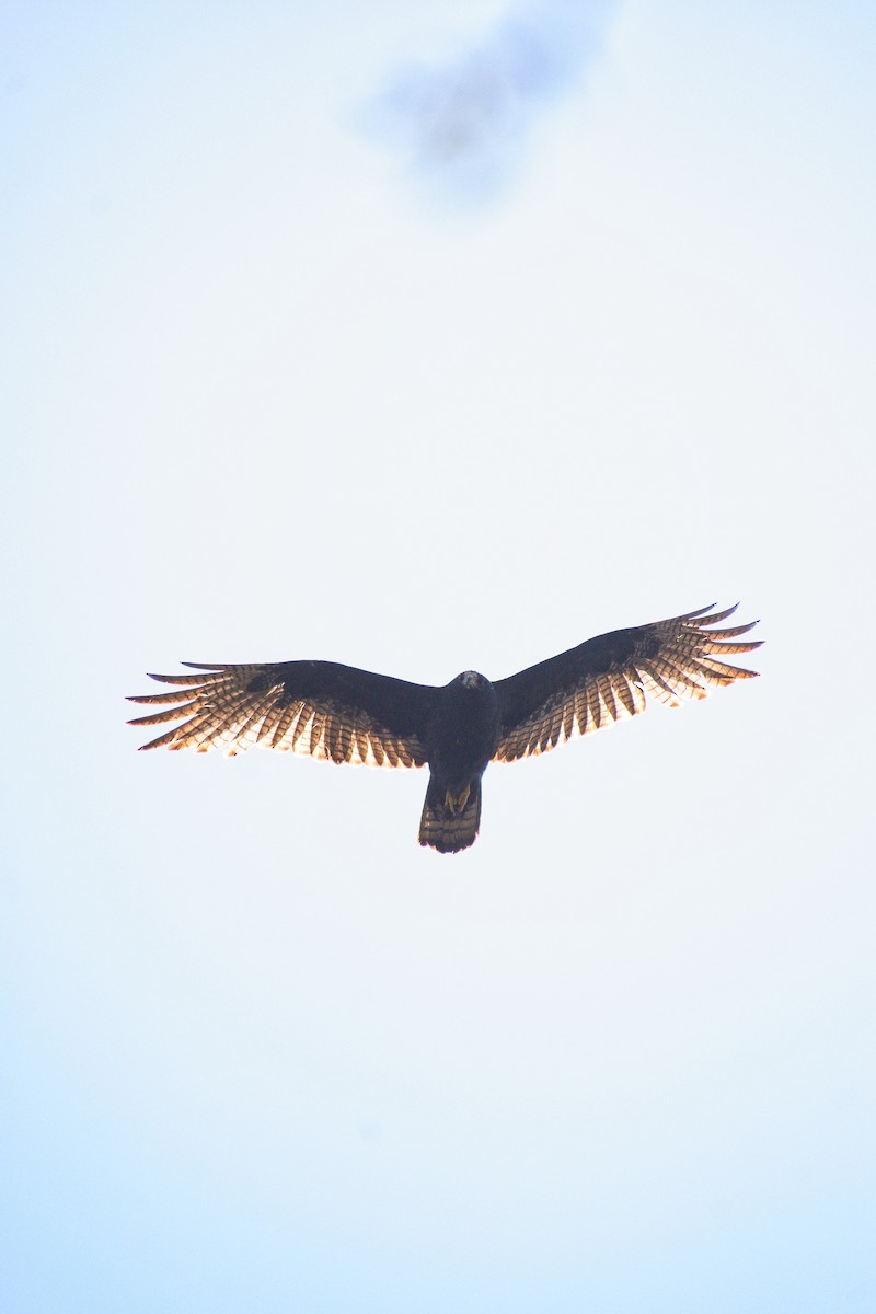 Zone-tailed Hawk - Ángel Mata