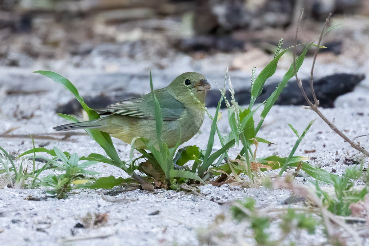 Painted Bunting - Brett Hoffman