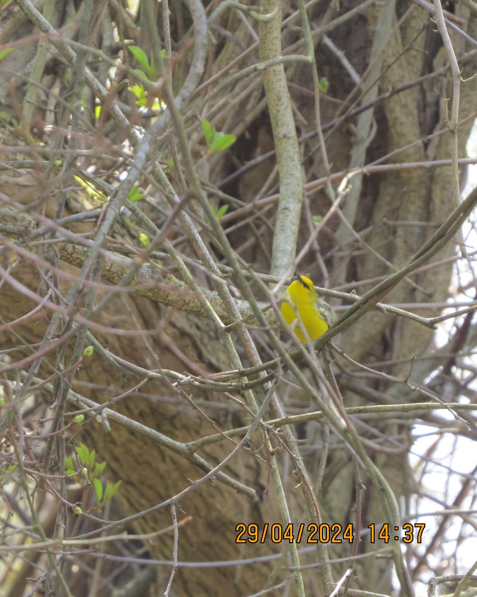 Blue-winged Warbler - Gary Bletsch