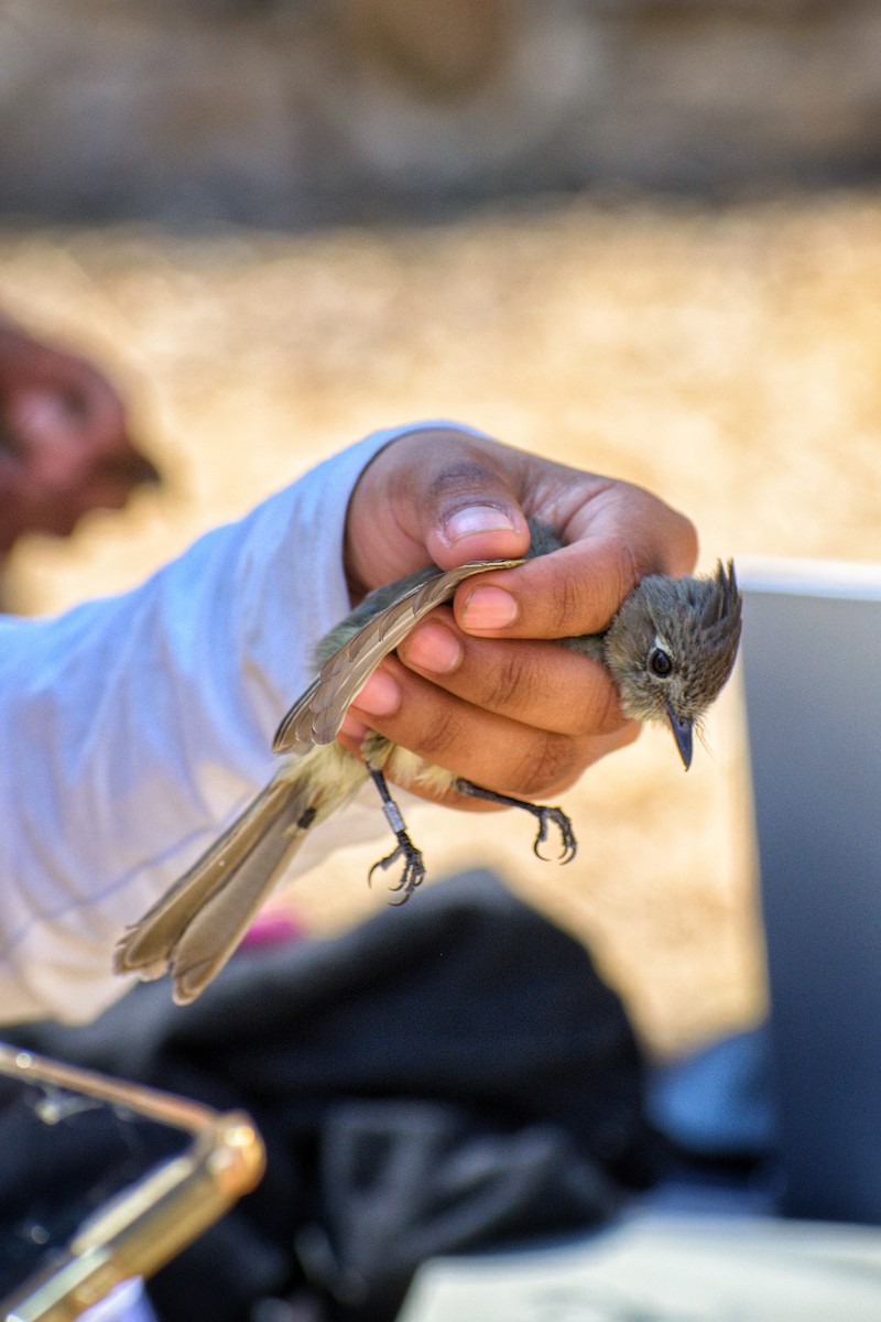 Pileated Flycatcher - ML618218830