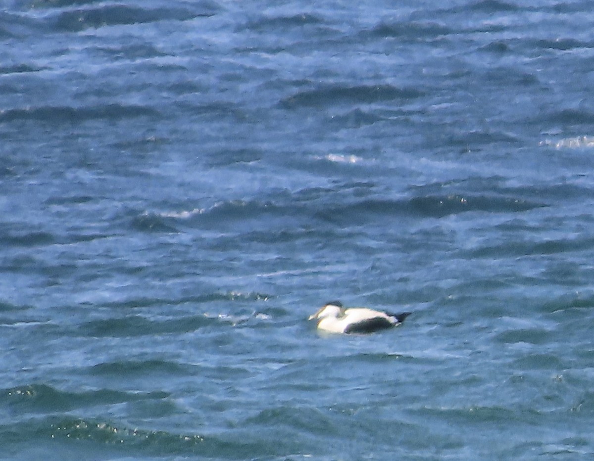 Common Eider - ML618218845