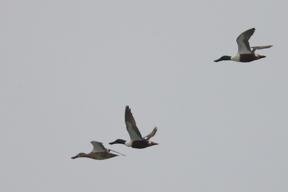 Northern Shoveler - Tim Lenz