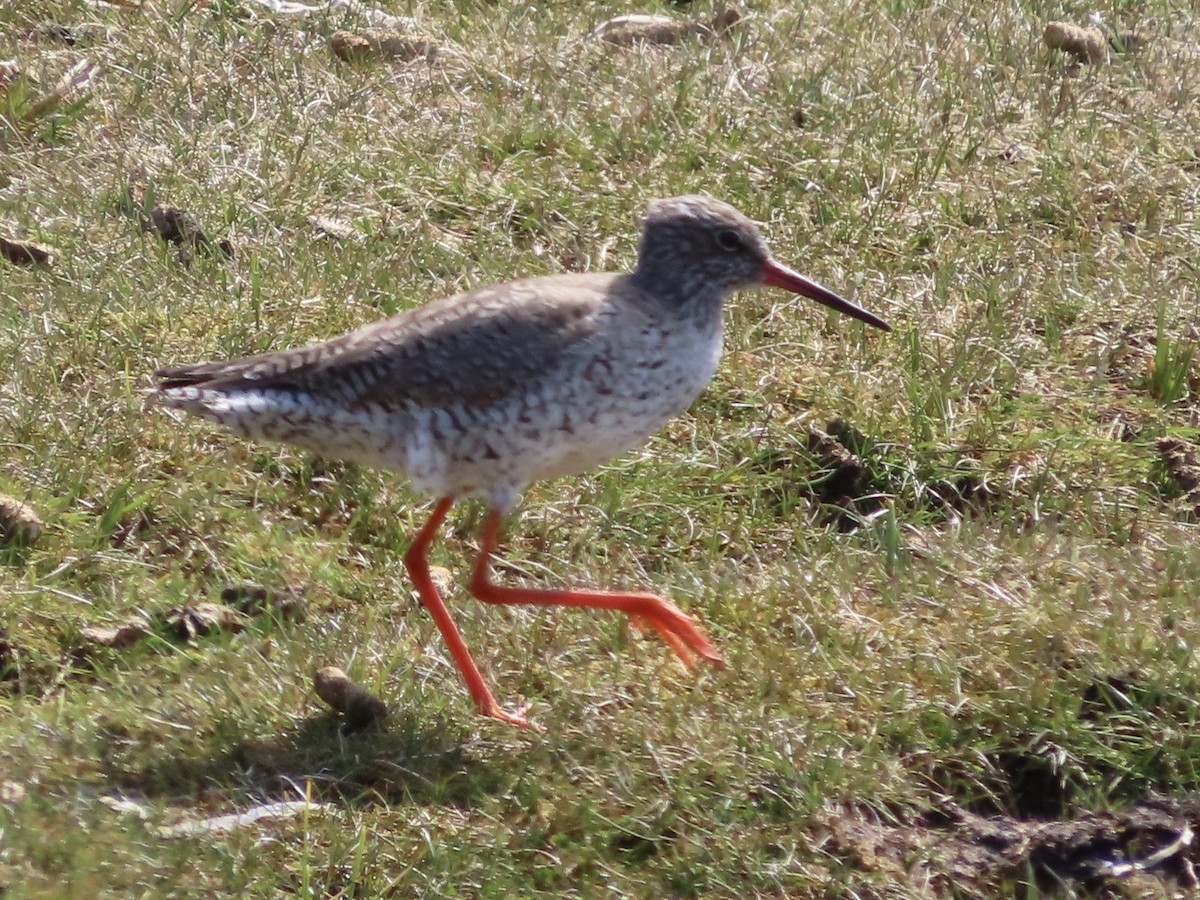 Common Redshank - ML618218876