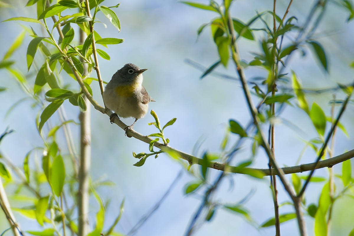 Virginia's Warbler - Pamela S