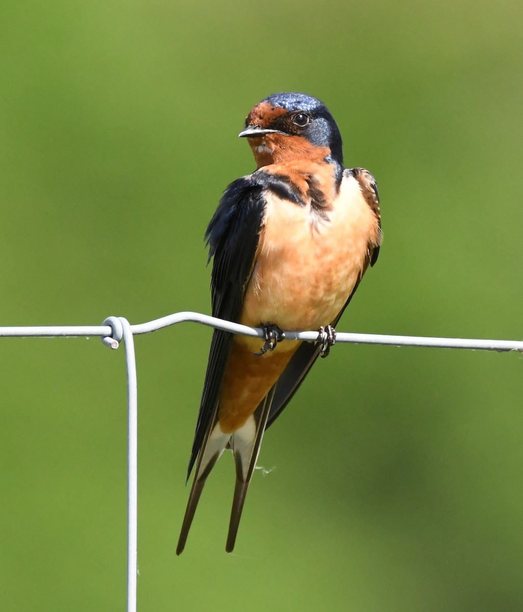 Barn Swallow - ML618218895