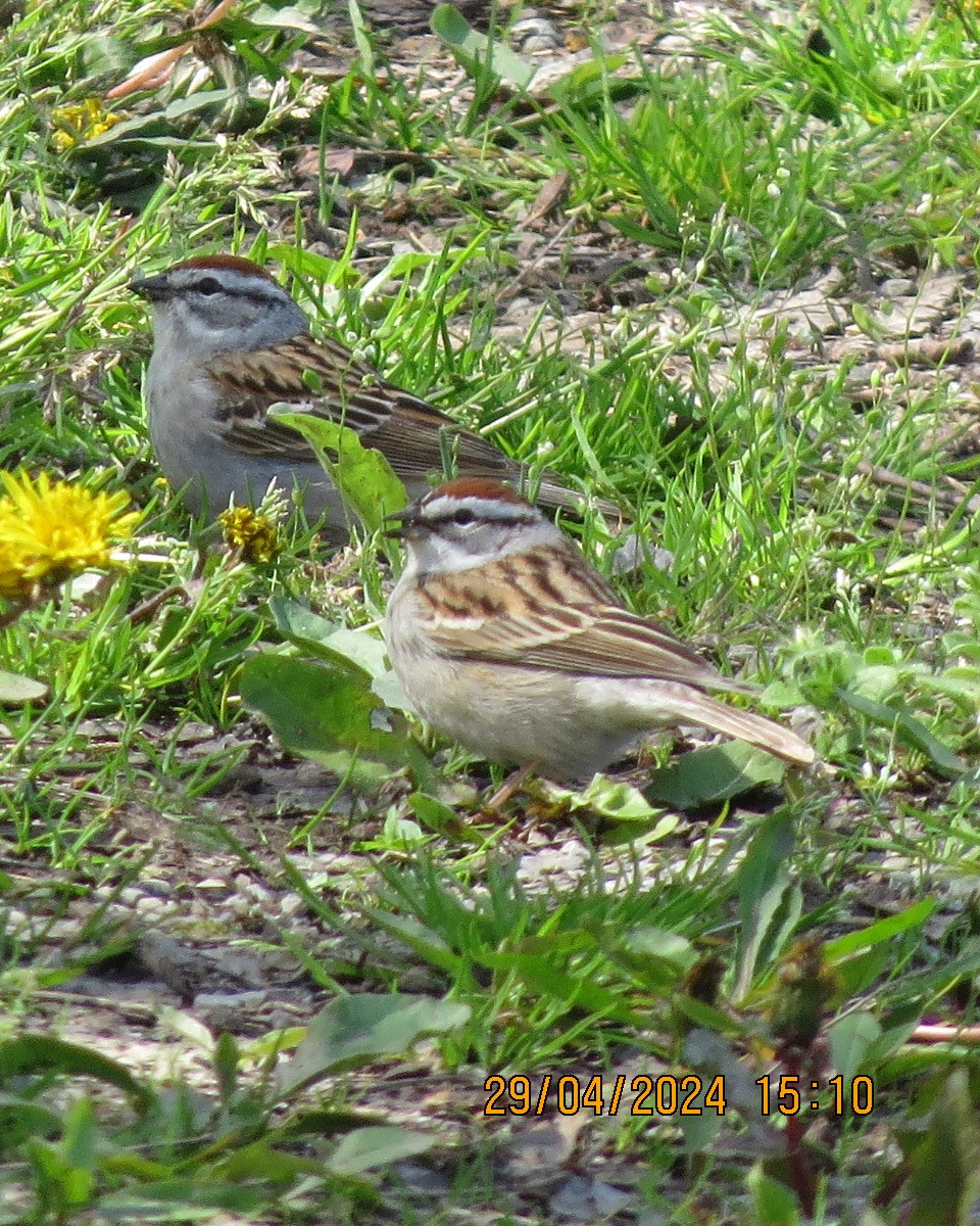 Chipping Sparrow - Gary Bletsch