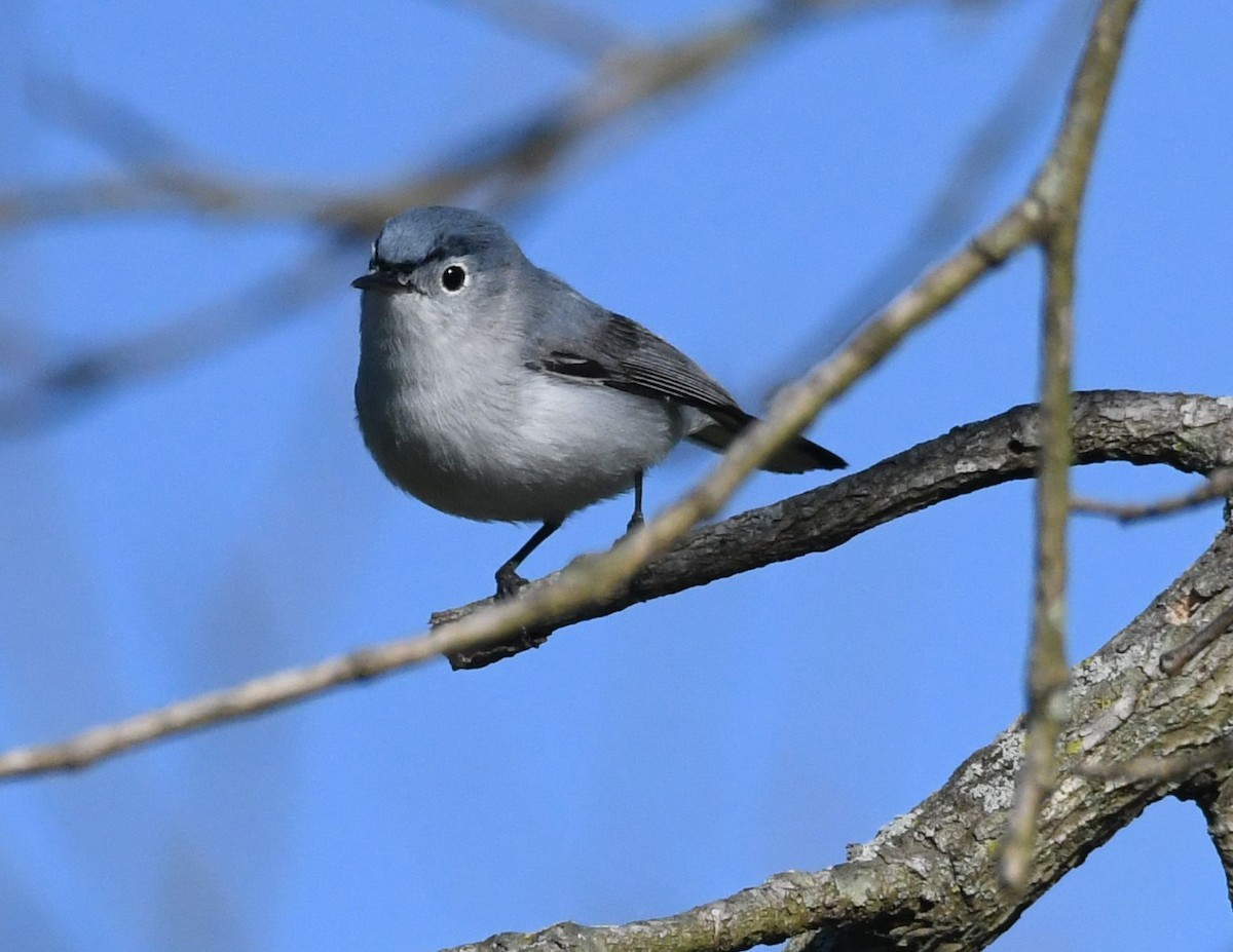Blue-gray Gnatcatcher - David O. Hill
