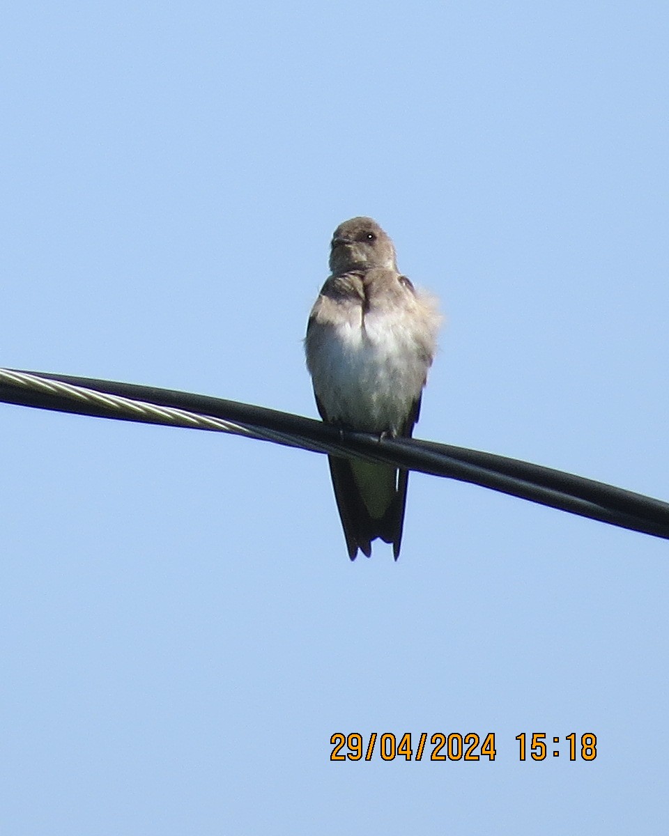 Northern Rough-winged Swallow - Gary Bletsch