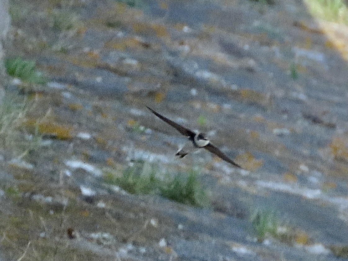 Bank Swallow - christopher stuart elmer