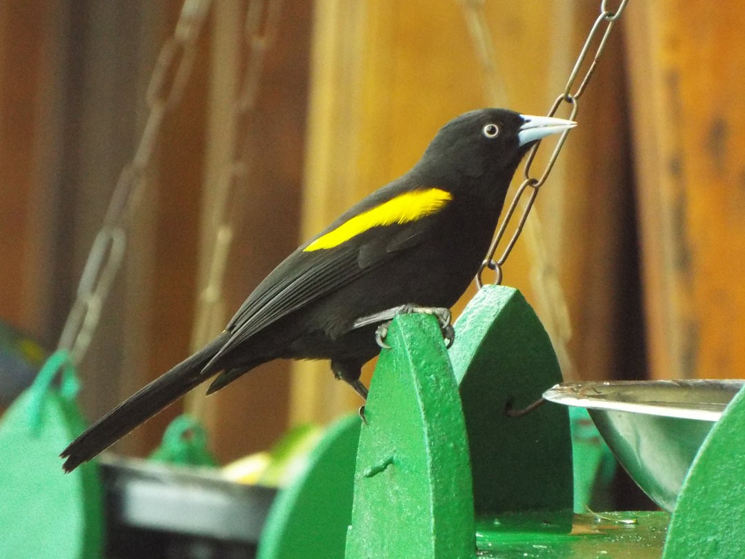 Golden-winged Cacique - Henrique Heidi Horiyshi