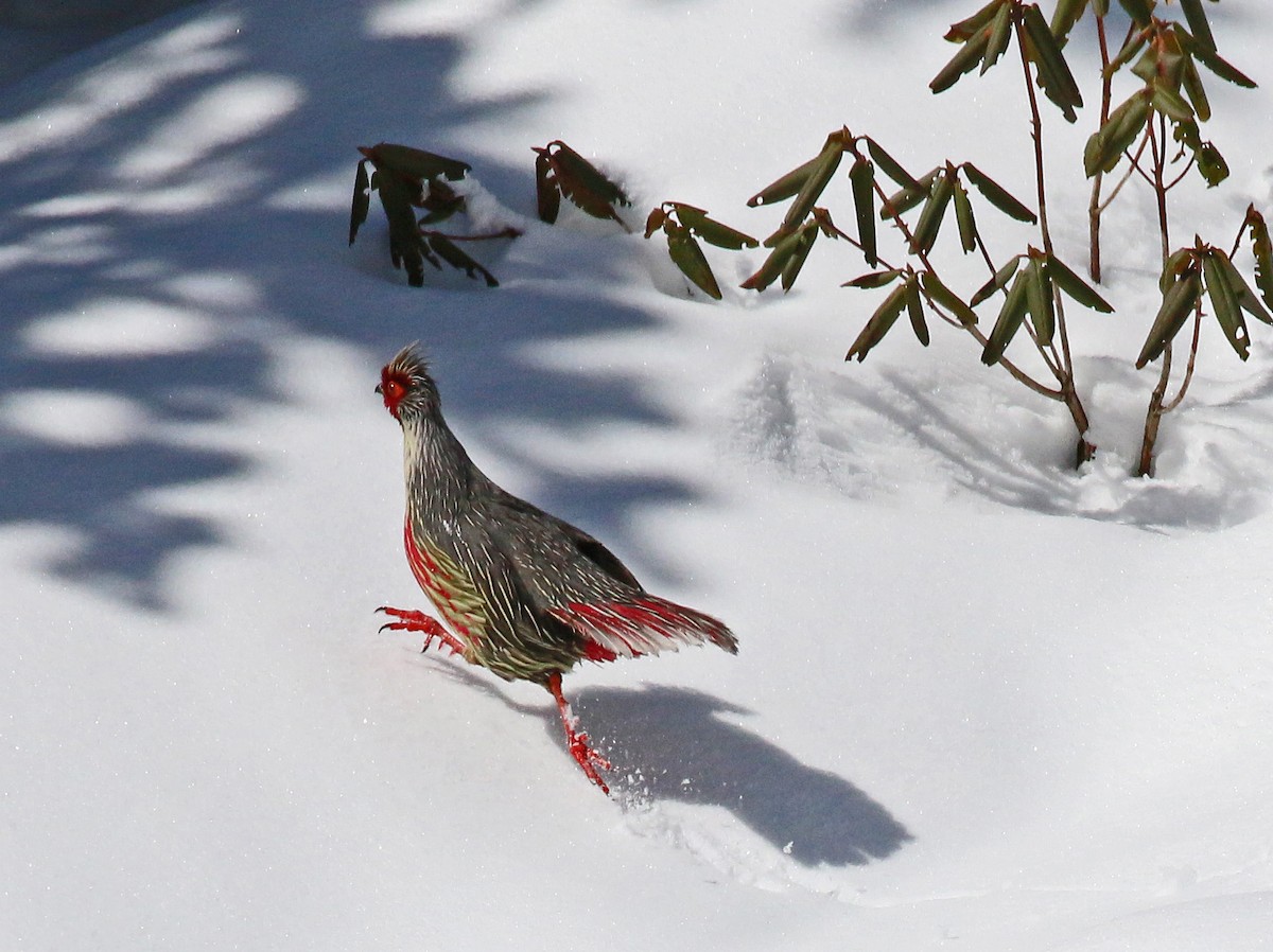 Blood Pheasant - Michael Bird