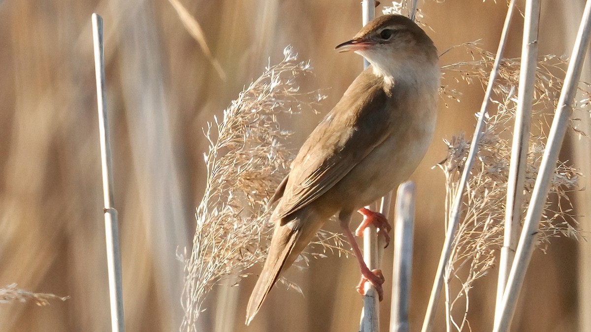 Savi's Warbler - Pavel Kunetek