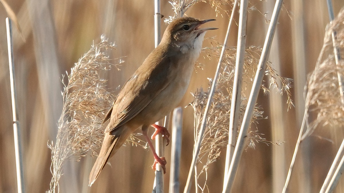 Savi's Warbler - Pavel Kunetek