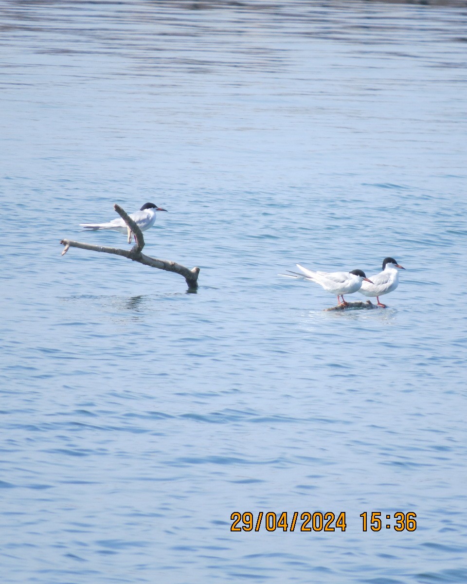 Forster's Tern - Gary Bletsch