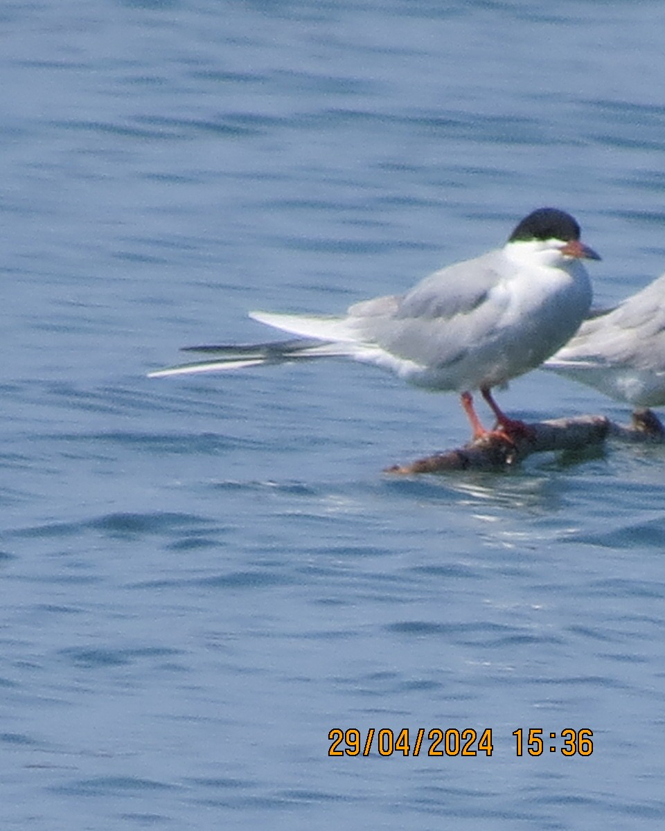 Forster's Tern - Gary Bletsch