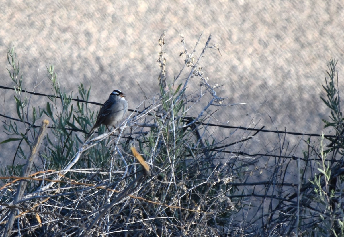 White-crowned Sparrow (Dark-lored) - Steve Nord