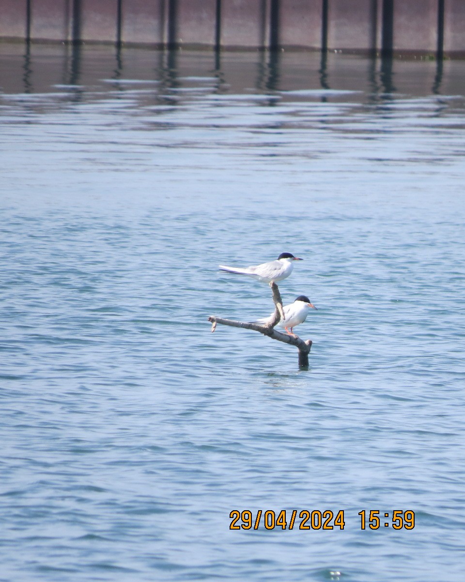 Forster's Tern - Gary Bletsch