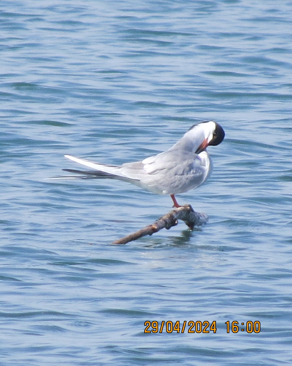 Forster's Tern - Gary Bletsch