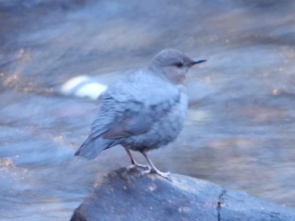 American Dipper - Robert Salisbury