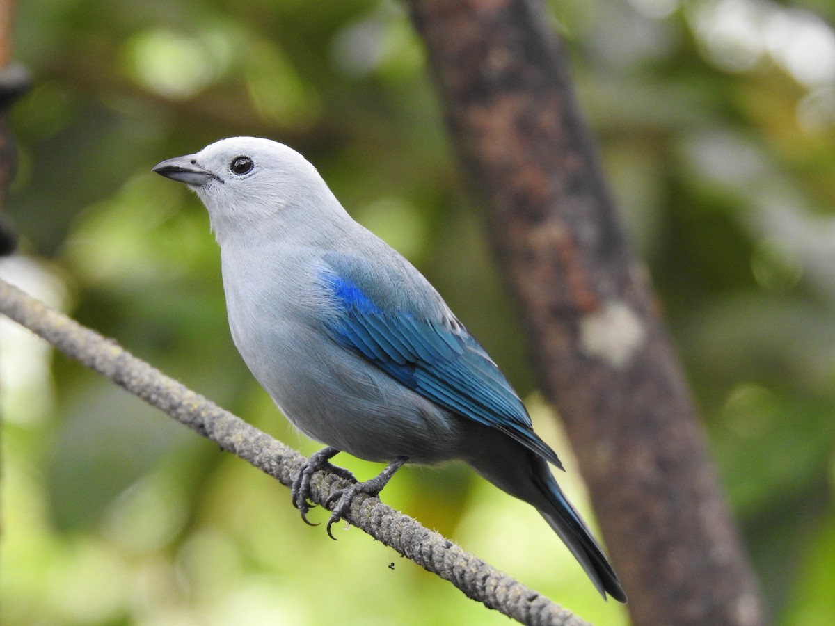 Blue-gray Tanager - Erick Barbato