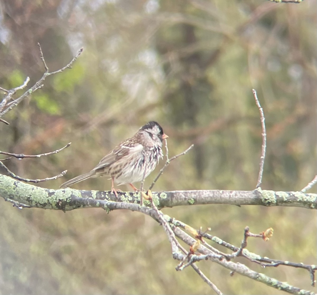 Harris's Sparrow - ML618219018