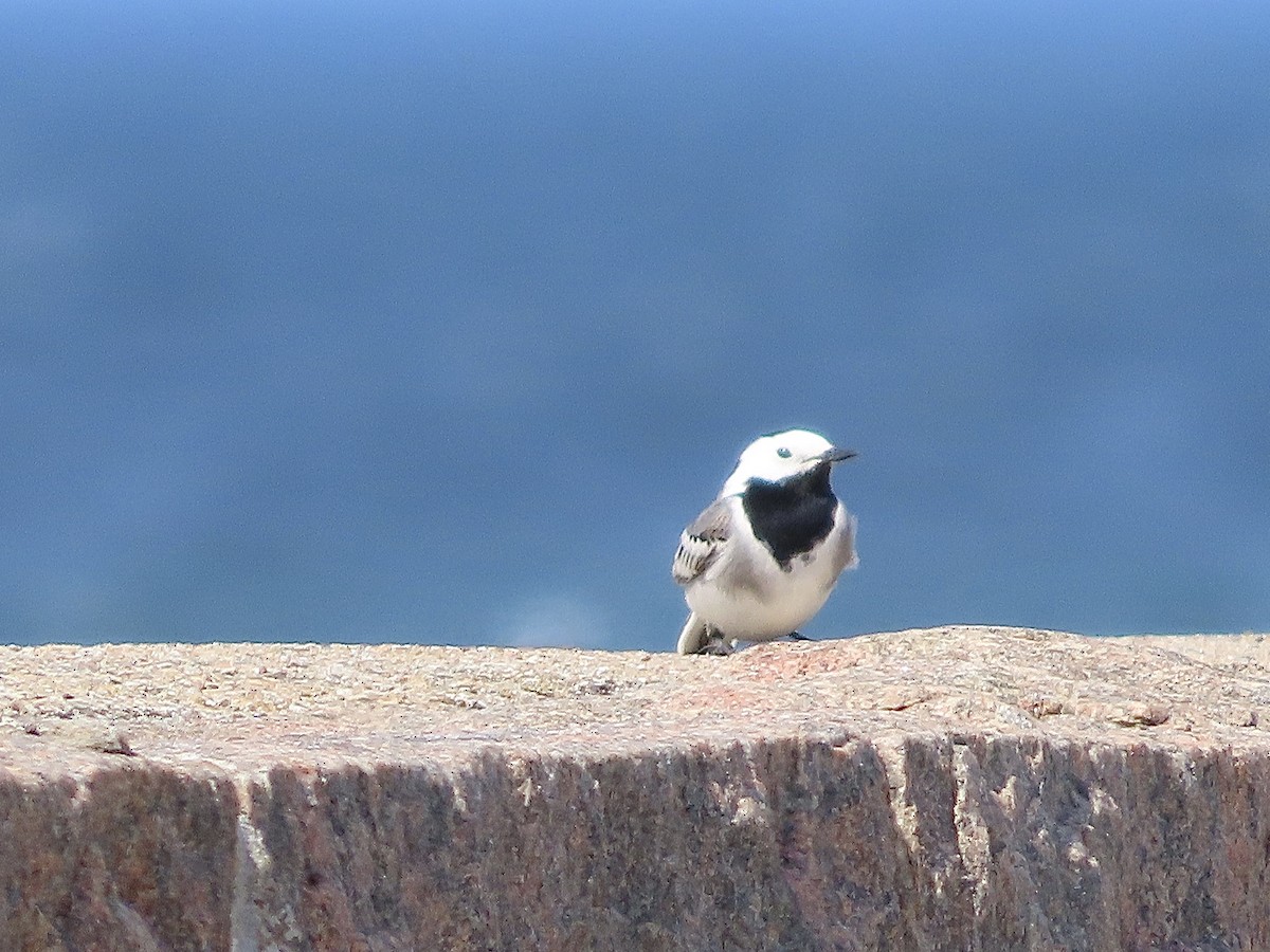 White Wagtail - ML618219020