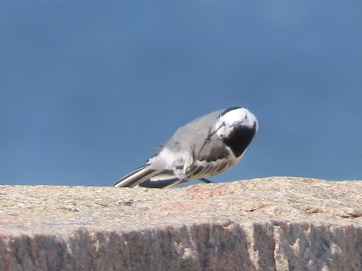 White Wagtail - ML618219021