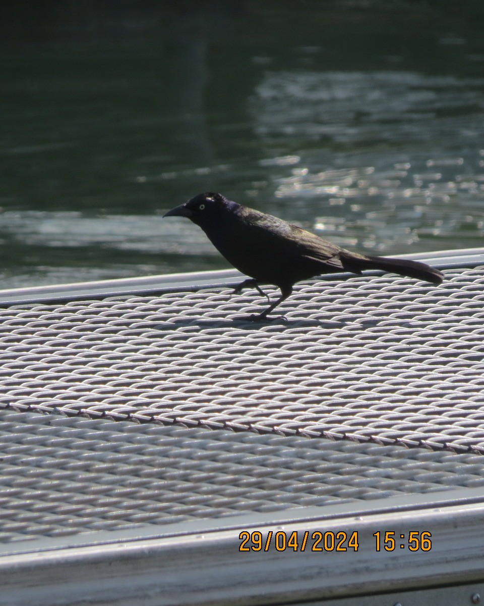 Common Grackle - Gary Bletsch