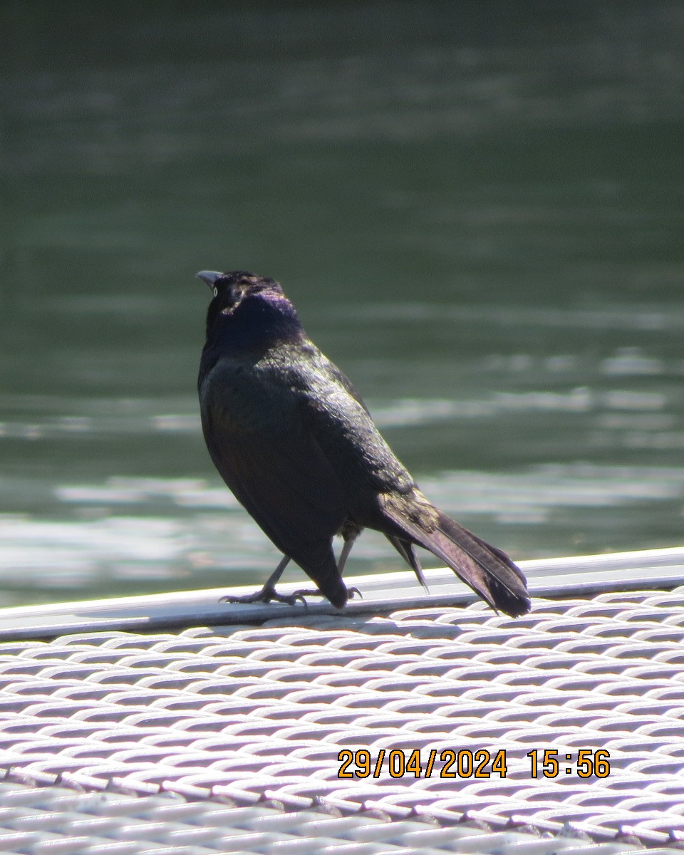 Common Grackle - Gary Bletsch