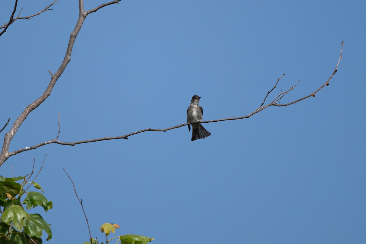 Olive-sided Flycatcher - ML618219036