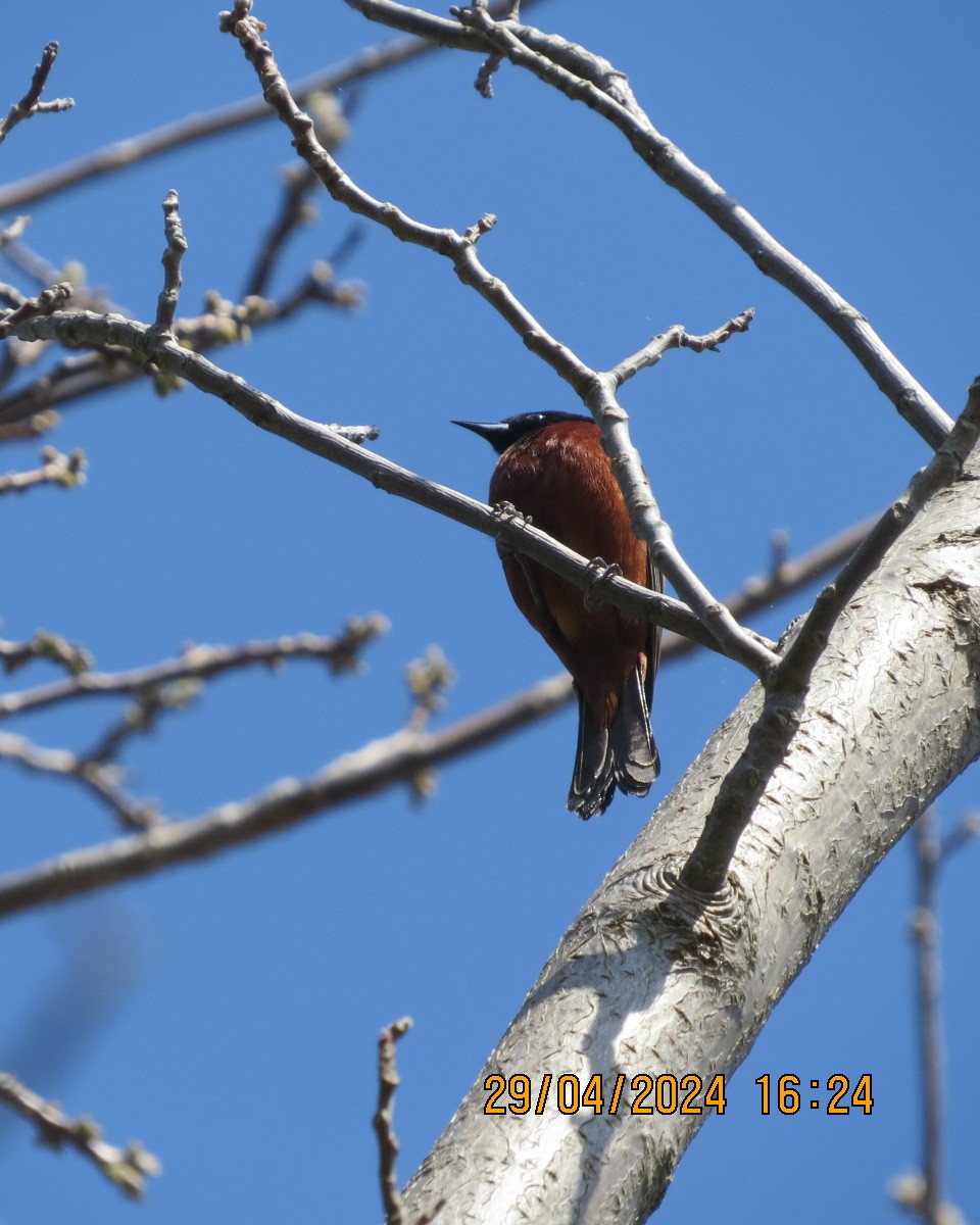 Orchard Oriole - Gary Bletsch