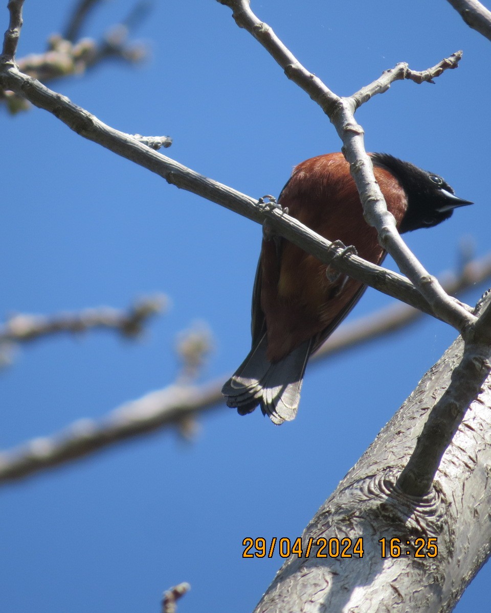 Orchard Oriole - Gary Bletsch