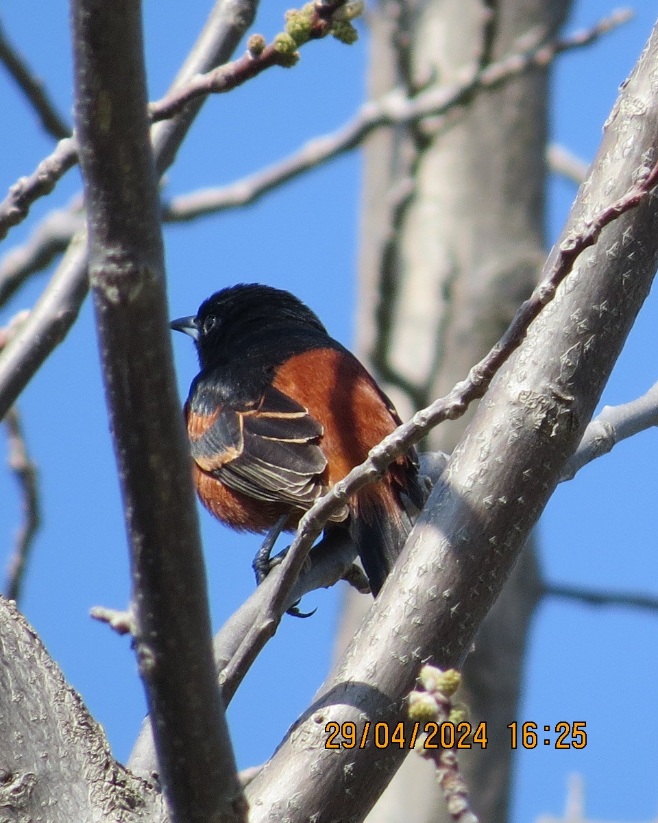 Orchard Oriole - Gary Bletsch