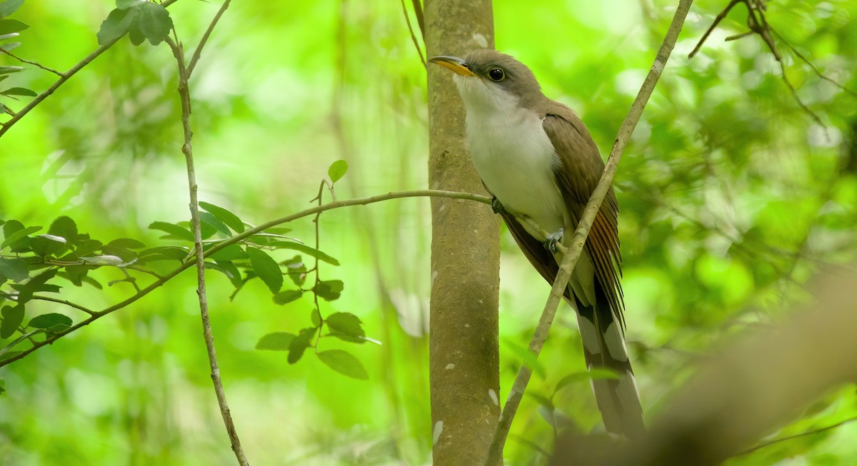 Yellow-billed Cuckoo - Jane Mygatt