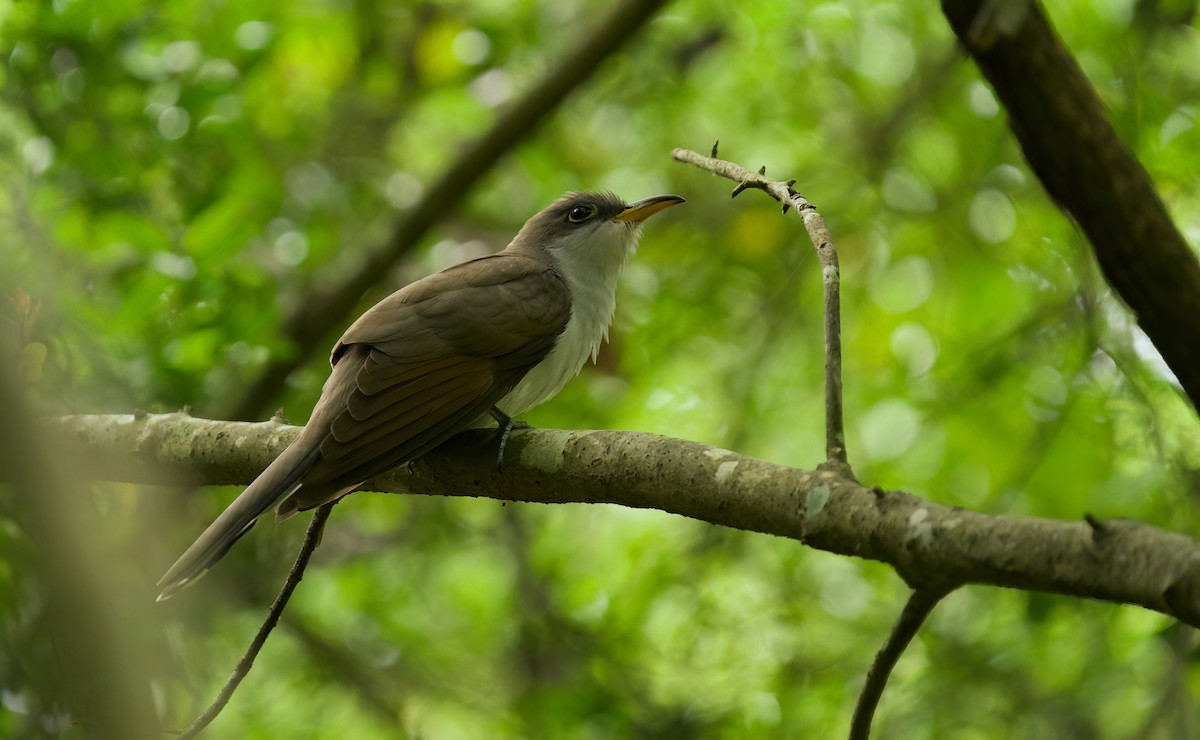 Yellow-billed Cuckoo - Jane Mygatt