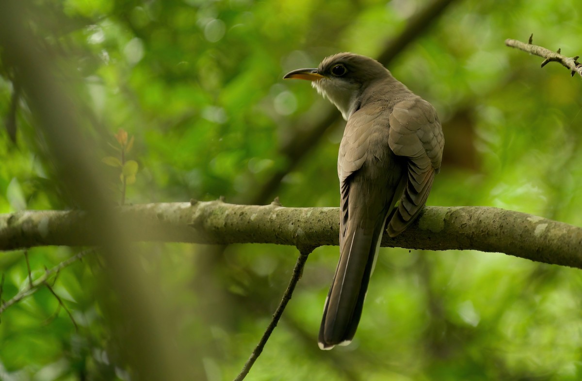 Yellow-billed Cuckoo - Jane Mygatt