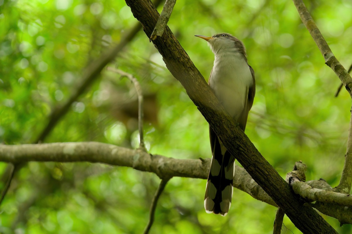 Yellow-billed Cuckoo - Jane Mygatt