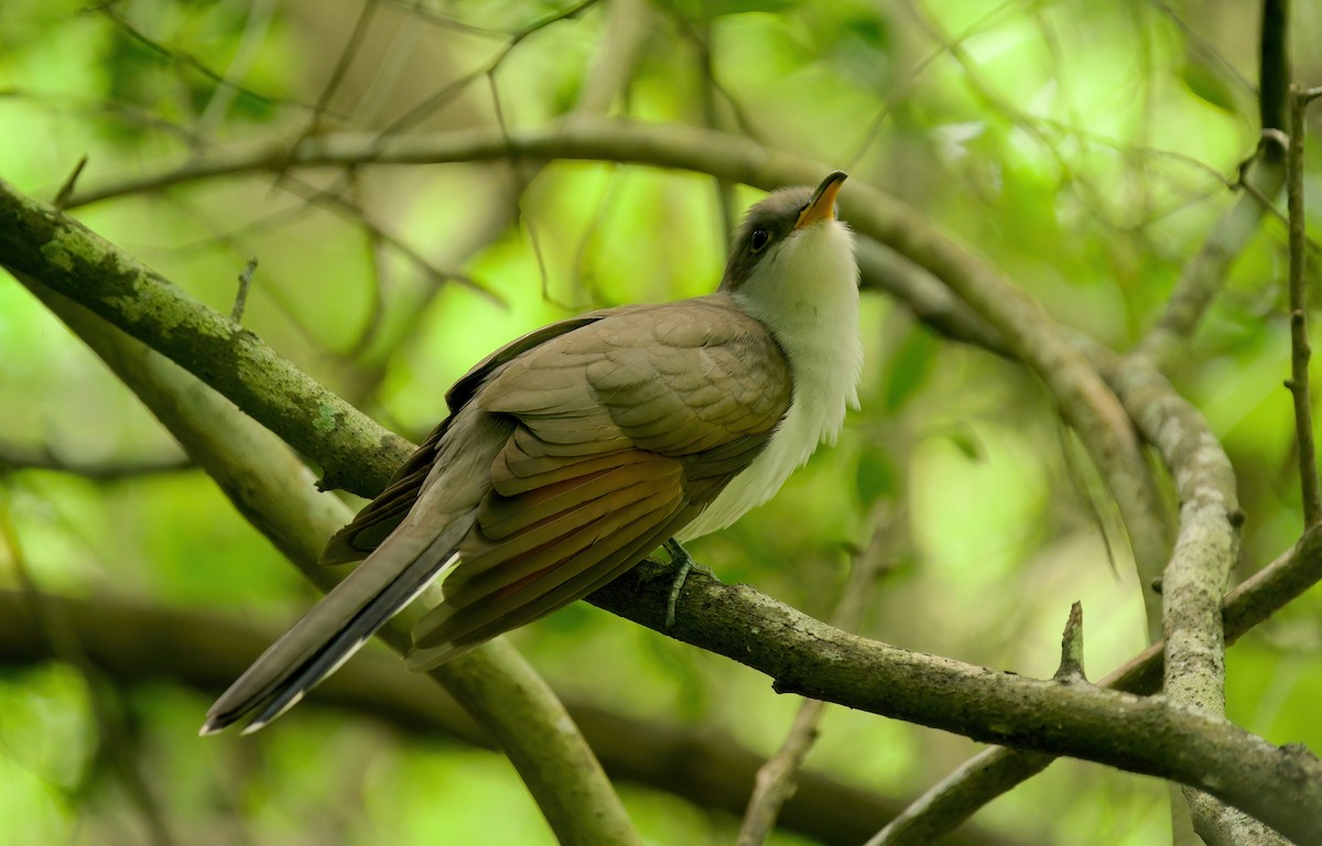 Yellow-billed Cuckoo - Jane Mygatt