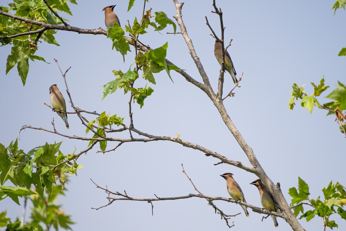 Cedar Waxwing - ML618219062