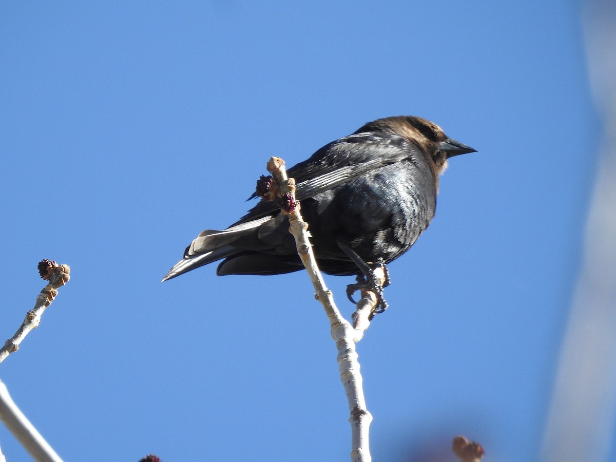 Brown-headed Cowbird - ML618219070