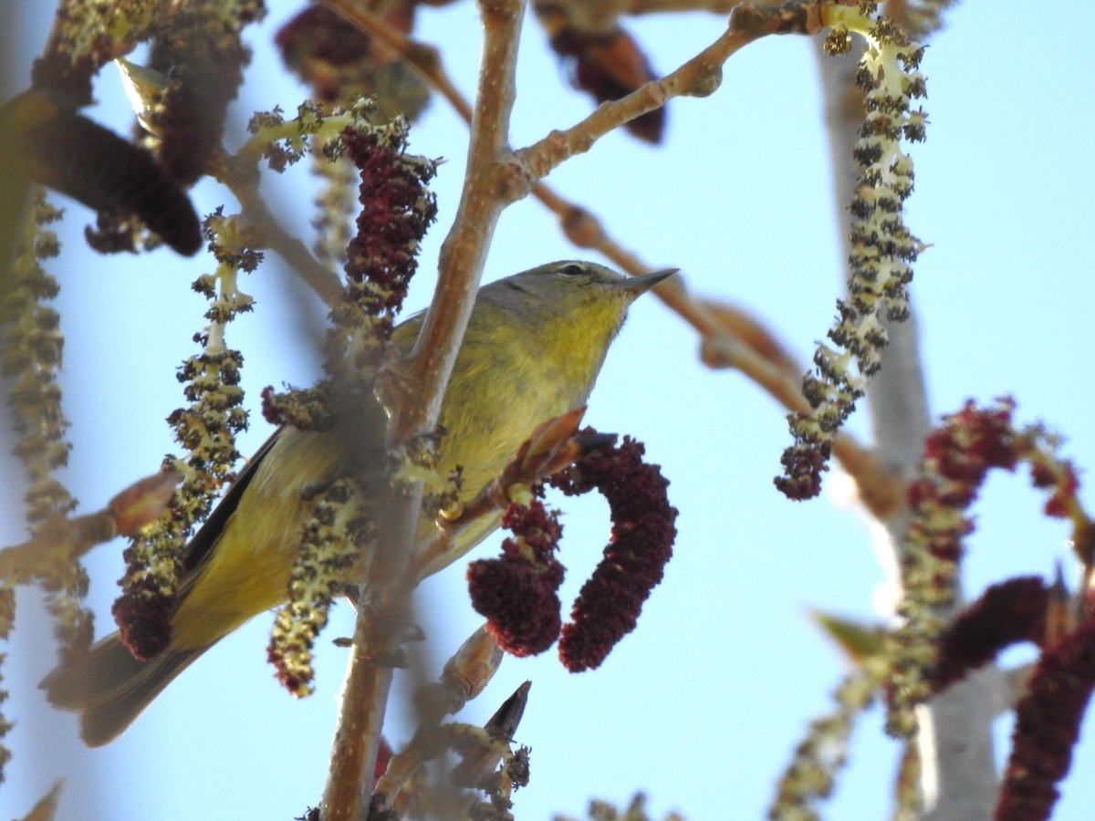 Orange-crowned Warbler - ML618219077