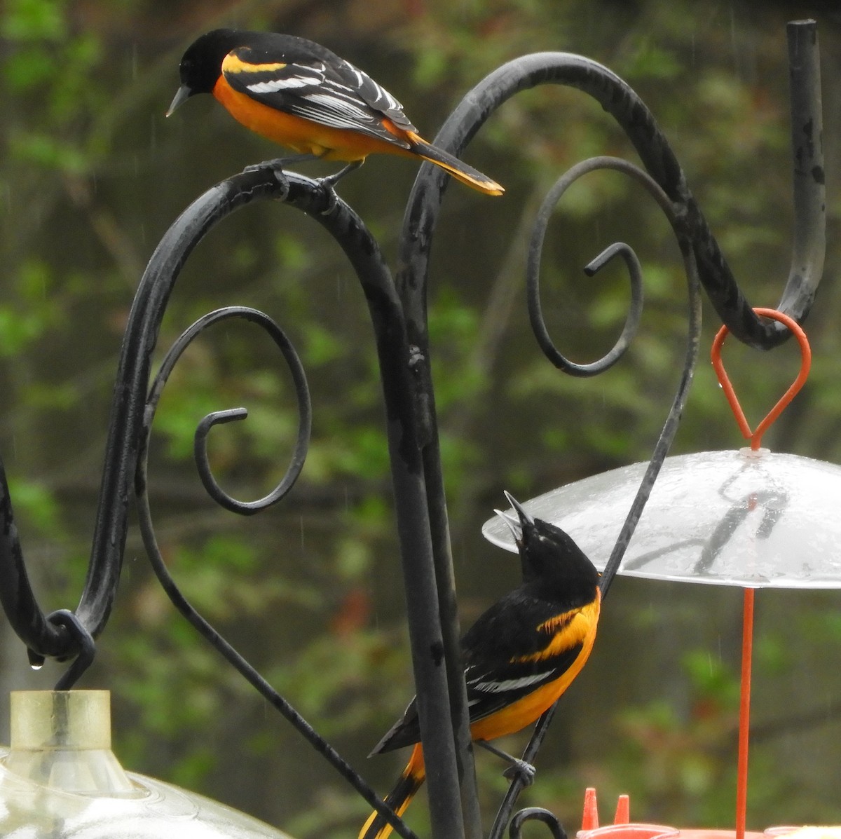 Baltimore Oriole - JaniceAndKeith Moreau