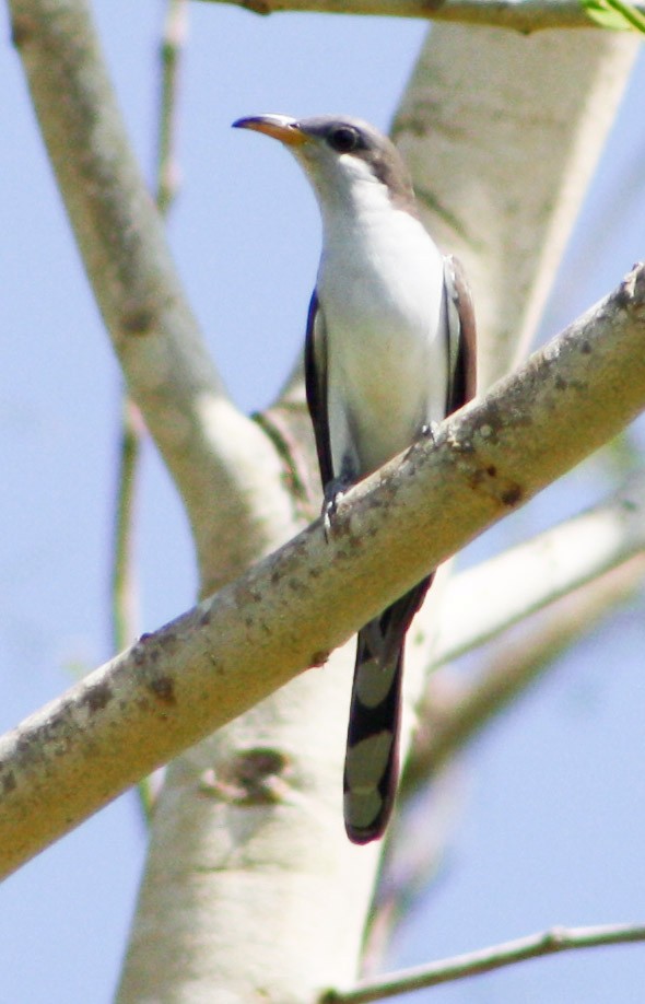 Yellow-billed Cuckoo - Serguei Alexander López Perez