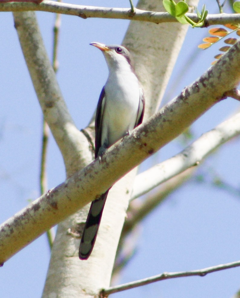 Yellow-billed Cuckoo - Serguei Alexander López Perez