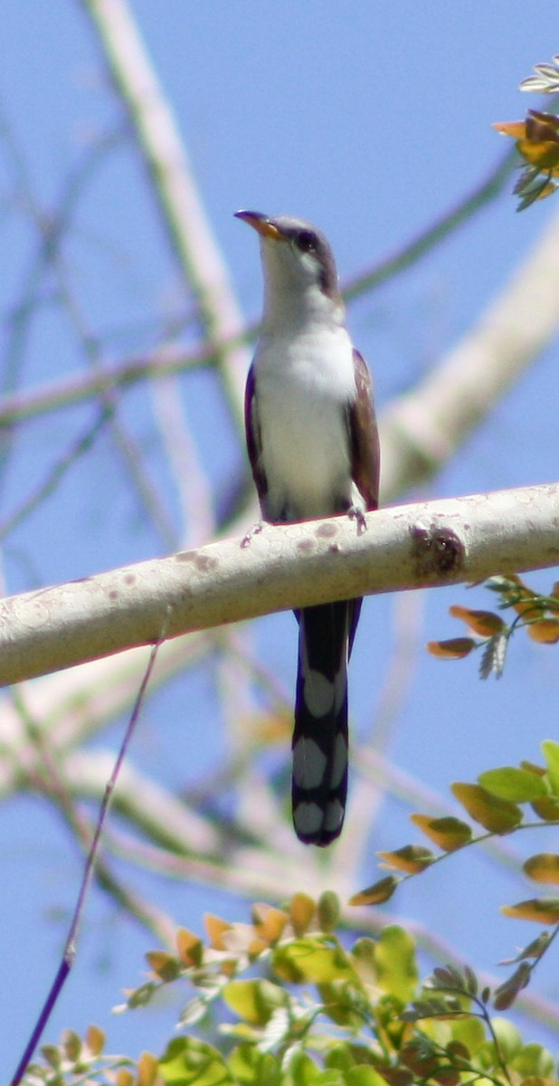 Yellow-billed Cuckoo - Serguei Alexander López Perez