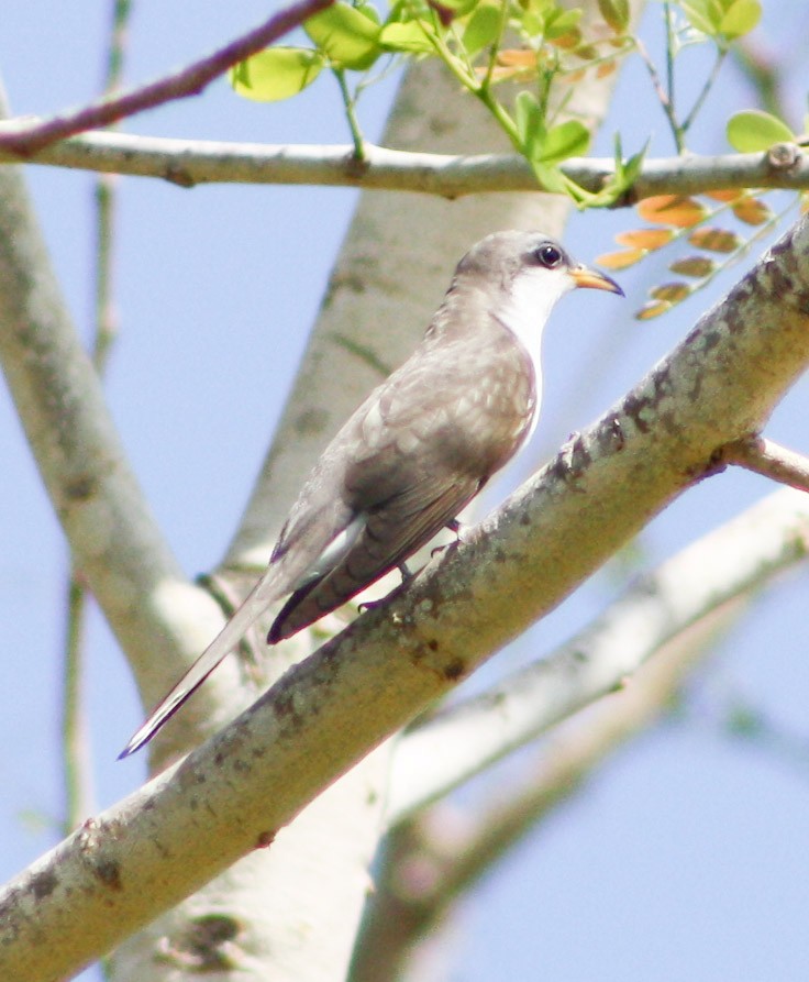 Yellow-billed Cuckoo - Serguei Alexander López Perez