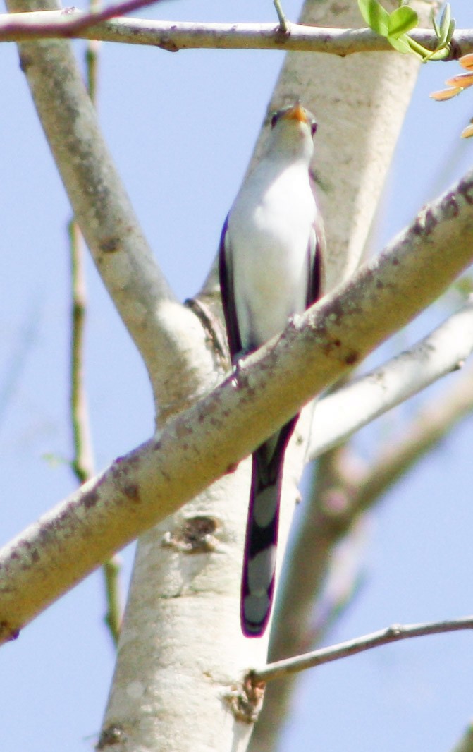 Yellow-billed Cuckoo - Serguei Alexander López Perez